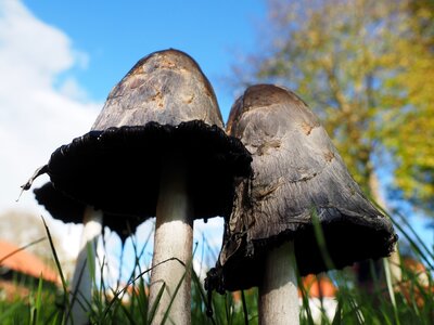 Coprinus comatus asparagus mushroom porcelain comatus photo