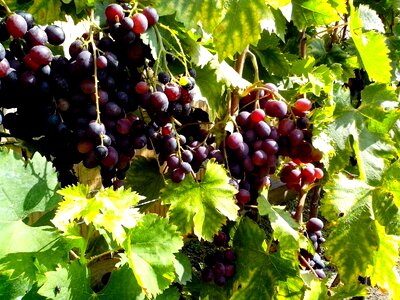 Fruit organic red