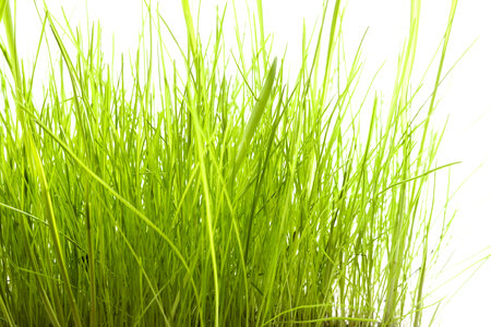 Tall Green Grass photo