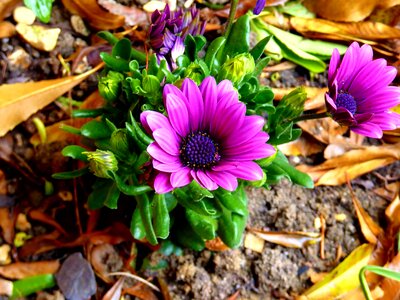 Beautiful Flowers blooming blossom