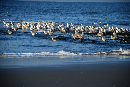 Seagulls standing in the water