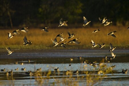 Flock water photo