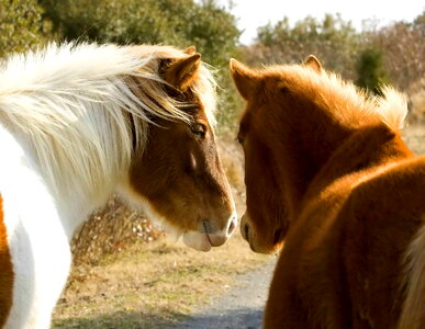 Horses stand 