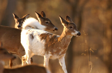 Young piebald deer photo
