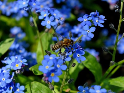 Bee pollen herb