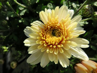 Flower chrysanthemum yellow photo