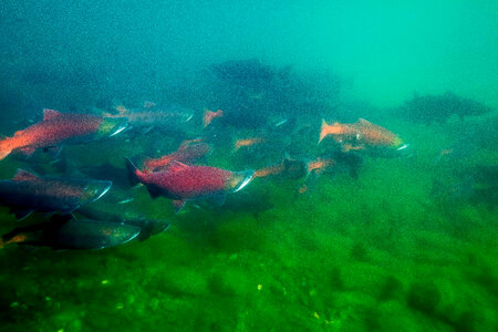  Sockeye Salmon-1