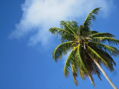 Coconut caribbean sky