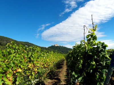 Rhine valley view grapevine photo