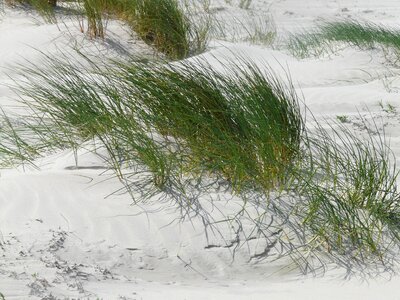 Beach sand marram grass