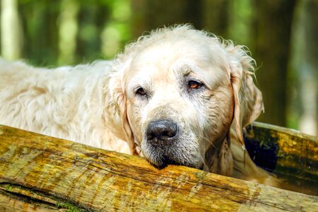 Animal canine carnivore photo