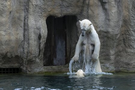 Animal animals bear