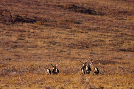 Caribou on the landscape in Noatak National Preserve photo