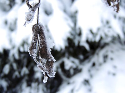 Leaf branch crystals