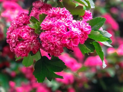 Nature backyard petals