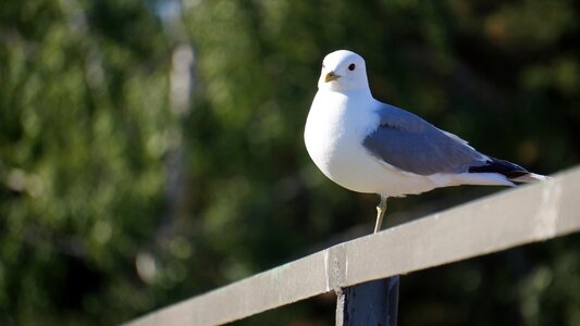 Larus canus standing by a fence one-legged photo