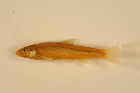 Hybognathus placitus-1