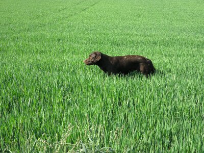 Labrador chocolate meadow