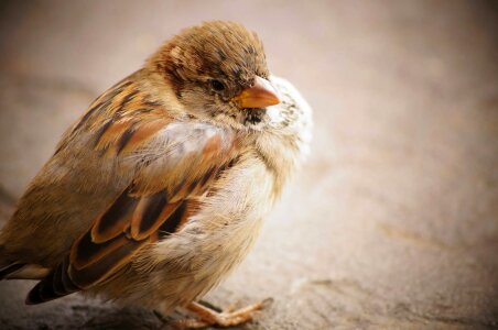 Wildlife sparrow animal photo