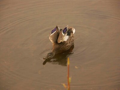 Duck mallard 