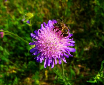Bee pollination meadow photo
