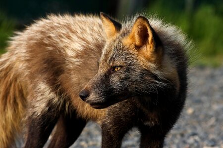 Animal beautiful photo face