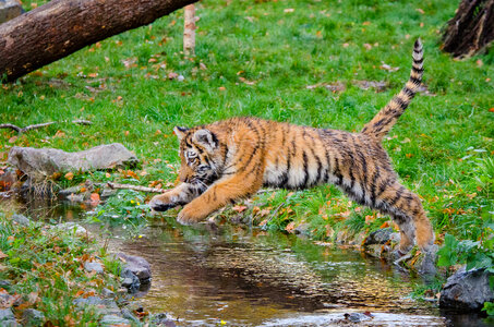 Young Siberian Tiger photo