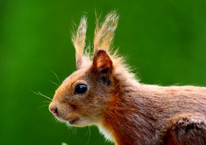 Nature fur ears photo