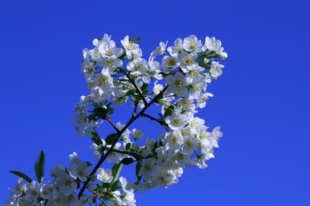 Tree flowering tree white