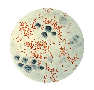 Bacillus photomicrograph photo