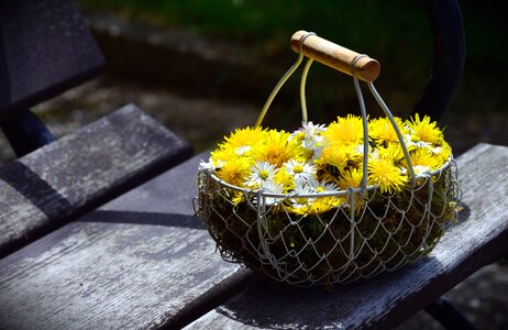 Basket bouquet daisy photo