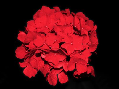 Flower garden plant red
