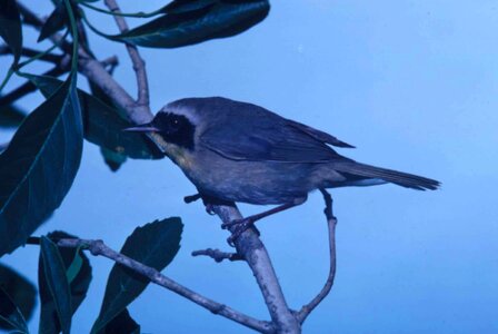 Bouquet Geothlypis trichas song bird