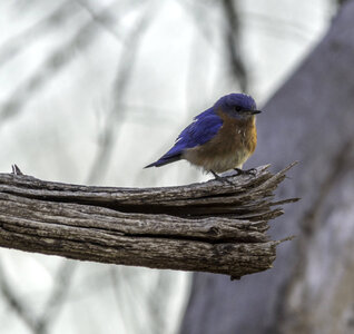 Eastern Bluebird
