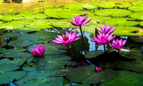 Lotus water lily pink photo