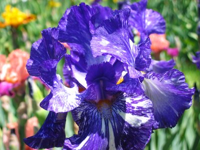 Purple iris vuillerens spring