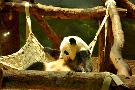 Black white zoo