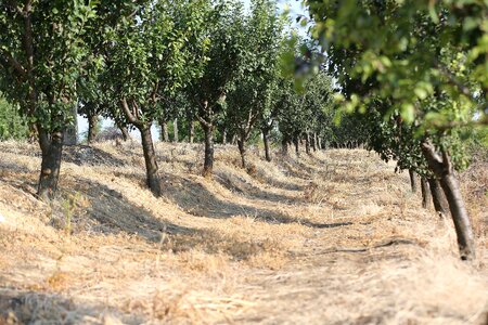 Orchard agriculture summer season