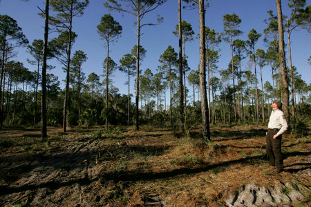 Pine forest-2