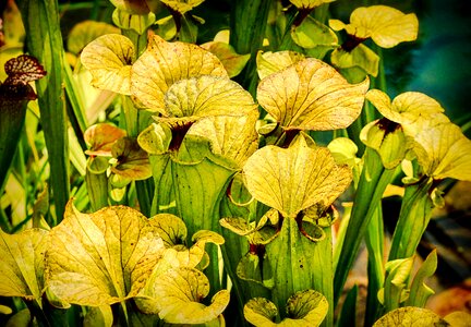 Floral plant natural photo