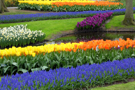 Colorful Flower Garden photo