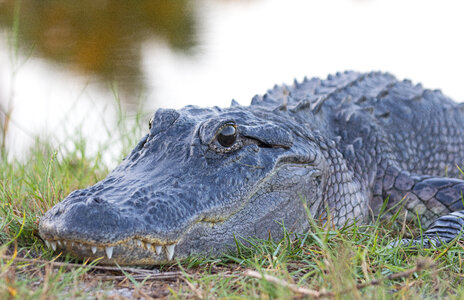 American alligator