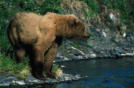 Kodiak Bear