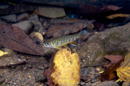 Young brook trout  with fall leaves in water-1
