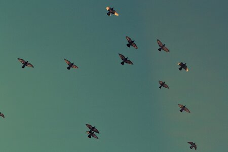 Flying flocking doves photo