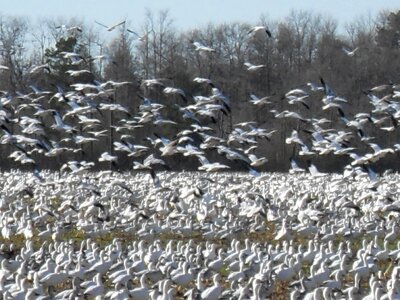 Geese snow photo