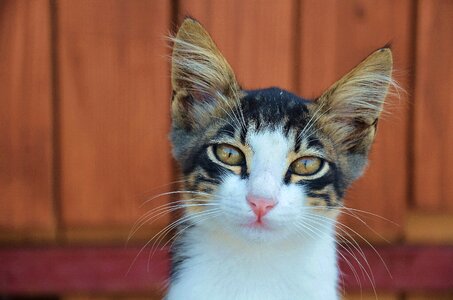 Animal katze cat's eyes photo