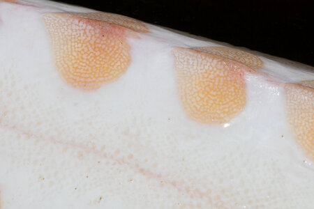 Gulf sturgeon-1