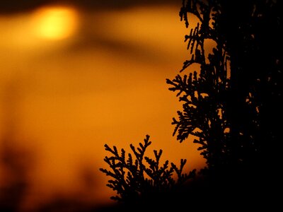Evening park forest
