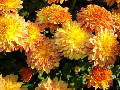 Flowers orange yellow